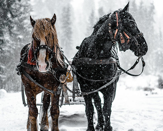 Zwei Pferde die eine Kutsche ziehen im Schnee